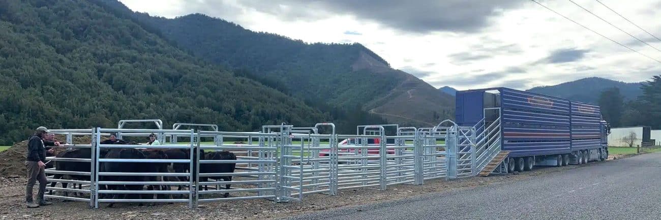 Safer Cattle Yard Design | Farmquip